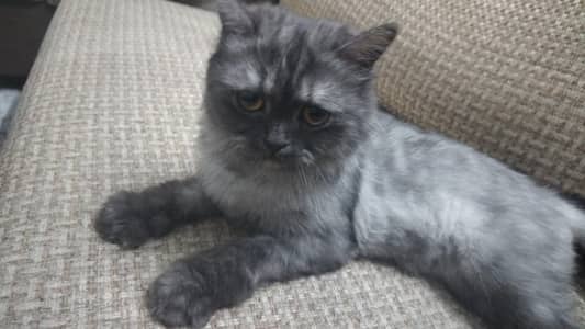 Friendly & playful Cat for sale