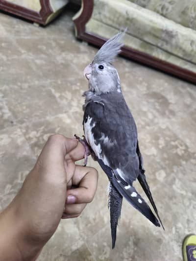 SUPER Hand Tamed Charcoal White Face RARE specie Very Freindly 0% Bite