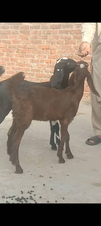 2 female 03260441527