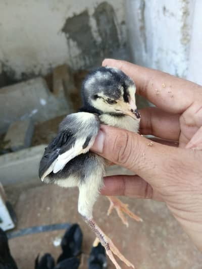 Aseel Mushka Lasani Chicks | Lasani Mushka Cross | Mushka Aseel Chicks