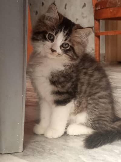 Persian kitten for sale 03322256017