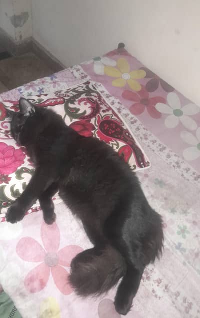 pet name sami