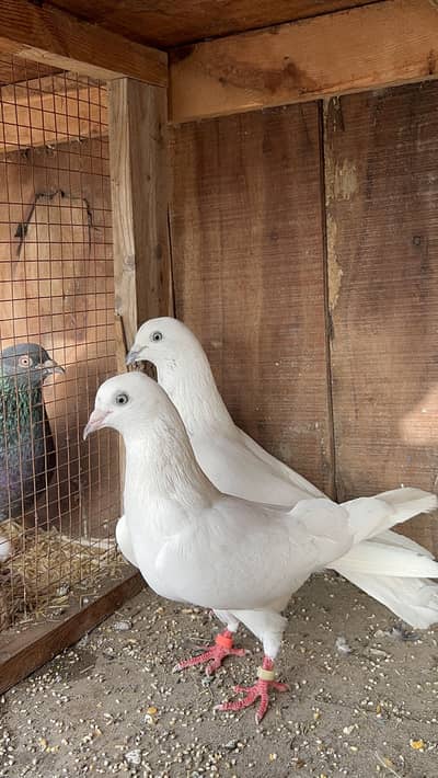Aseel bereder pair for sal hain