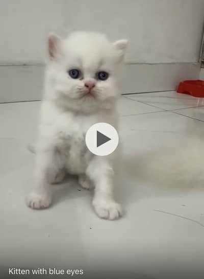 Persian punch face kittens for sale