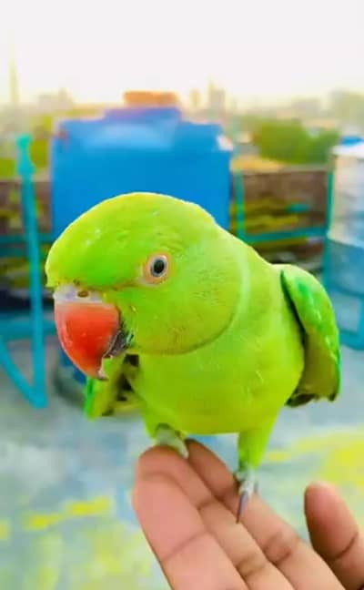 Beautiful talking parrot talking mia mitthu or handtame