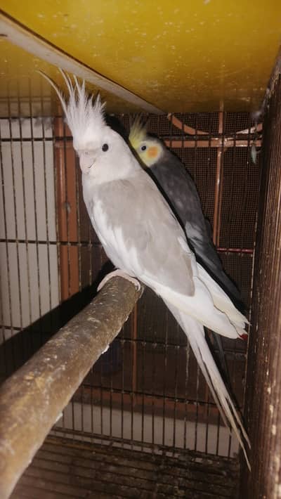 cocktail breeder pair for sale