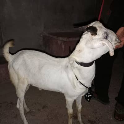 kheerea bachea and check description