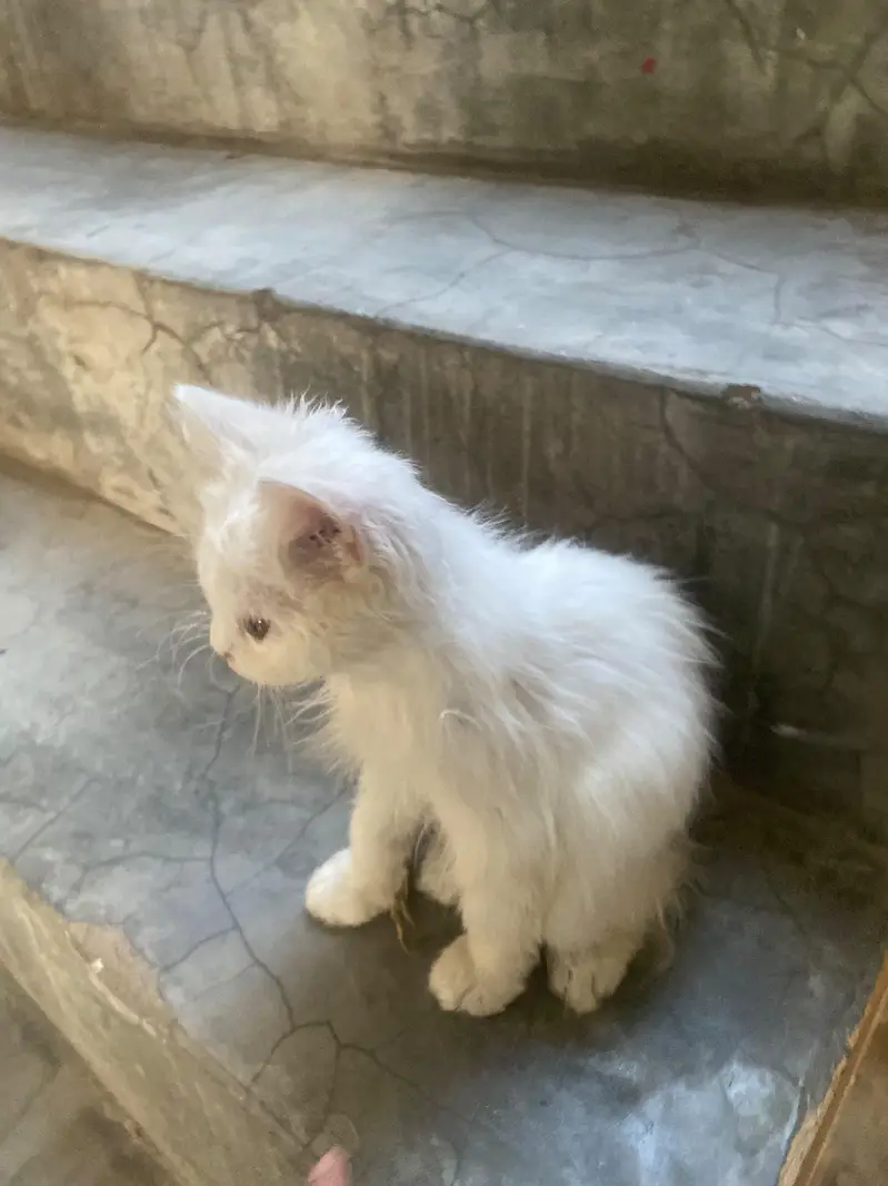 Doll Face Persian kitten  white  color
