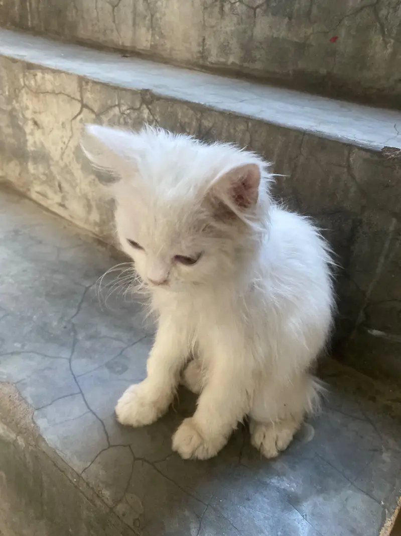Doll Face Persian kitten  white  color — photo 2