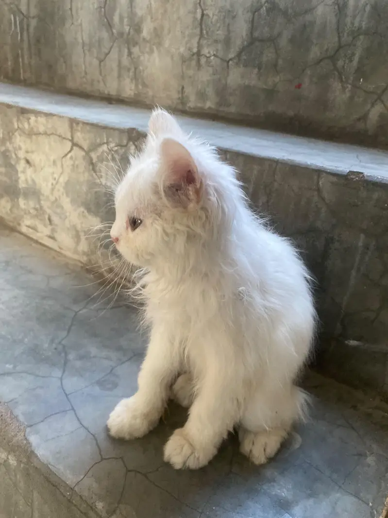 Doll Face Persian kitten  white  color — photo 3