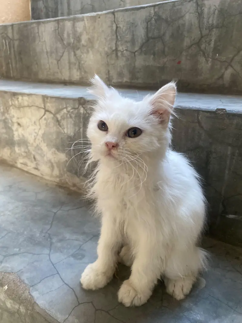 Doll Face Persian kitten  white  color — photo 4
