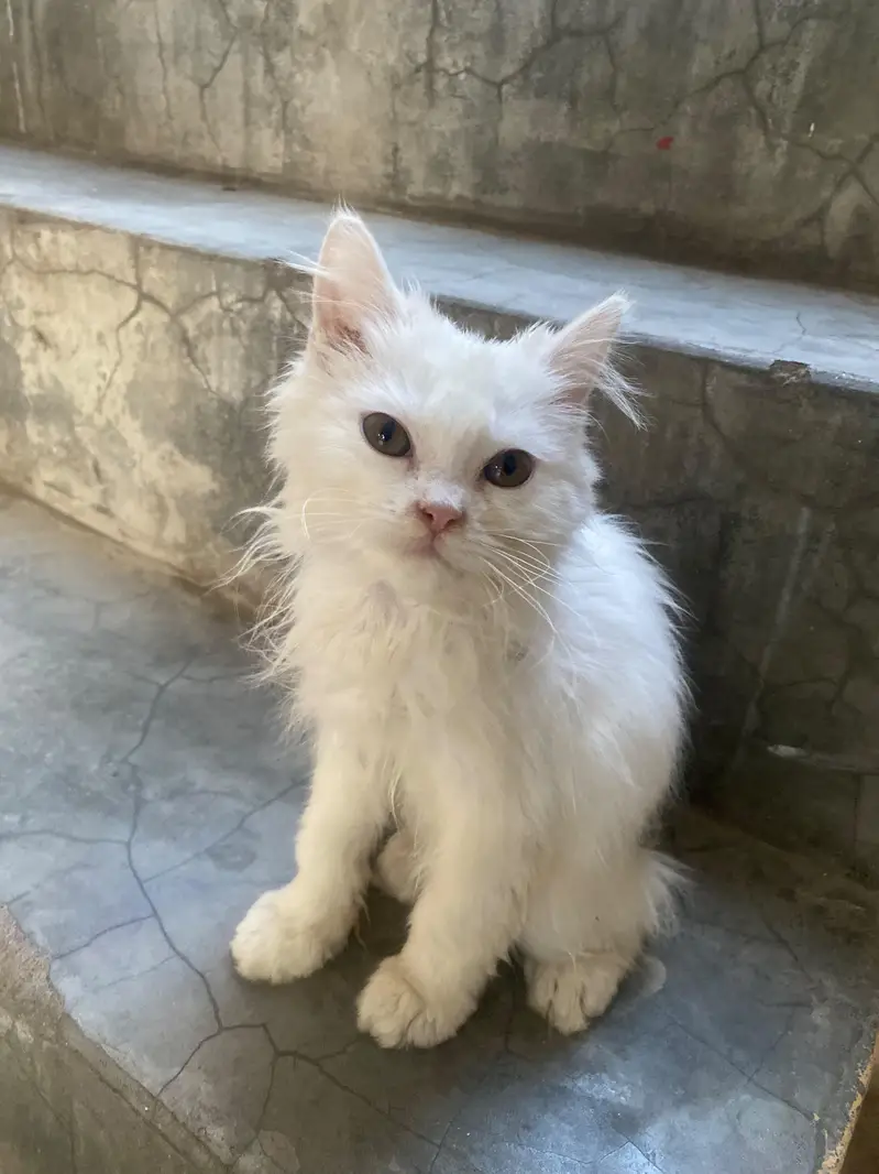 Doll Face Persian kitten  white  color — photo 5