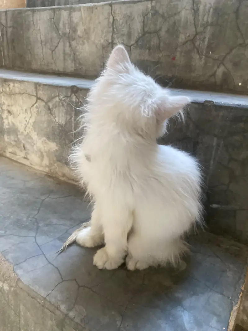 Doll Face Persian kitten  white  color — photo 6
