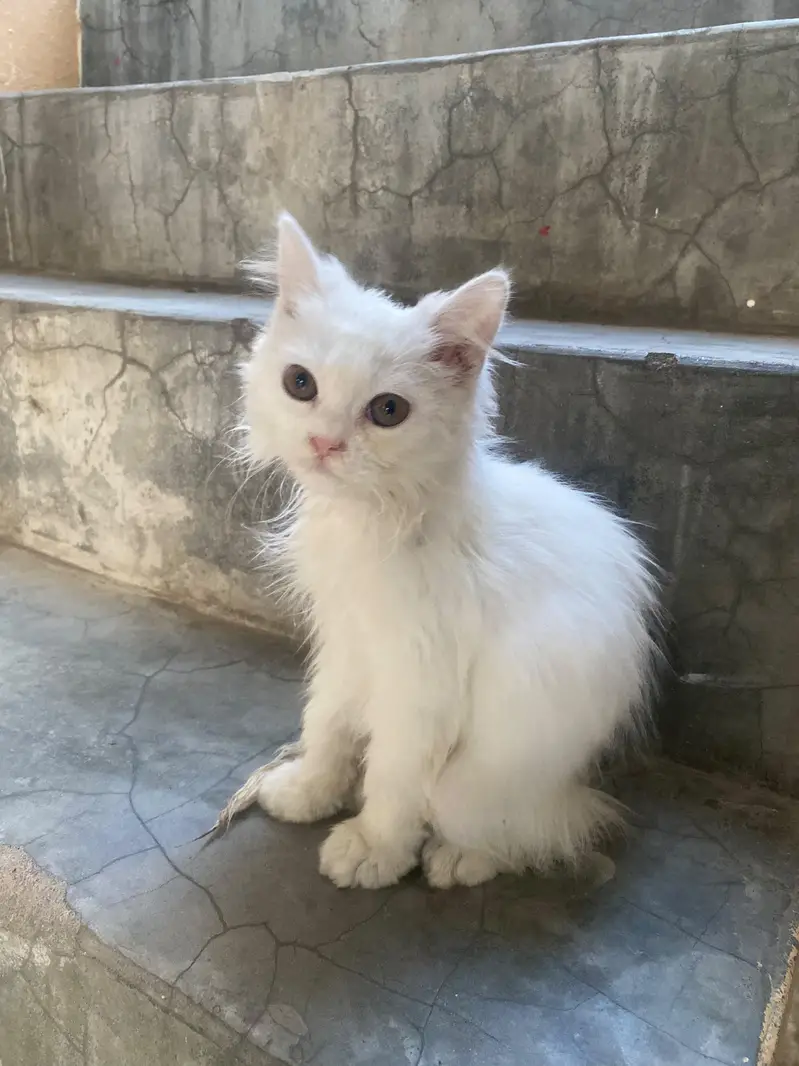 Doll Face Persian kitten  white  color — photo 7