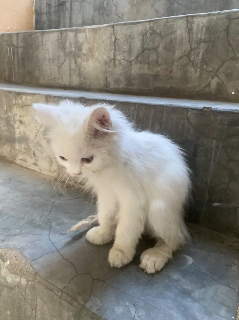Doll Face Persian kitten  white  color — photo 8