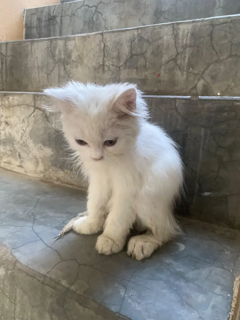 Doll Face Persian kitten  white  color — photo 9