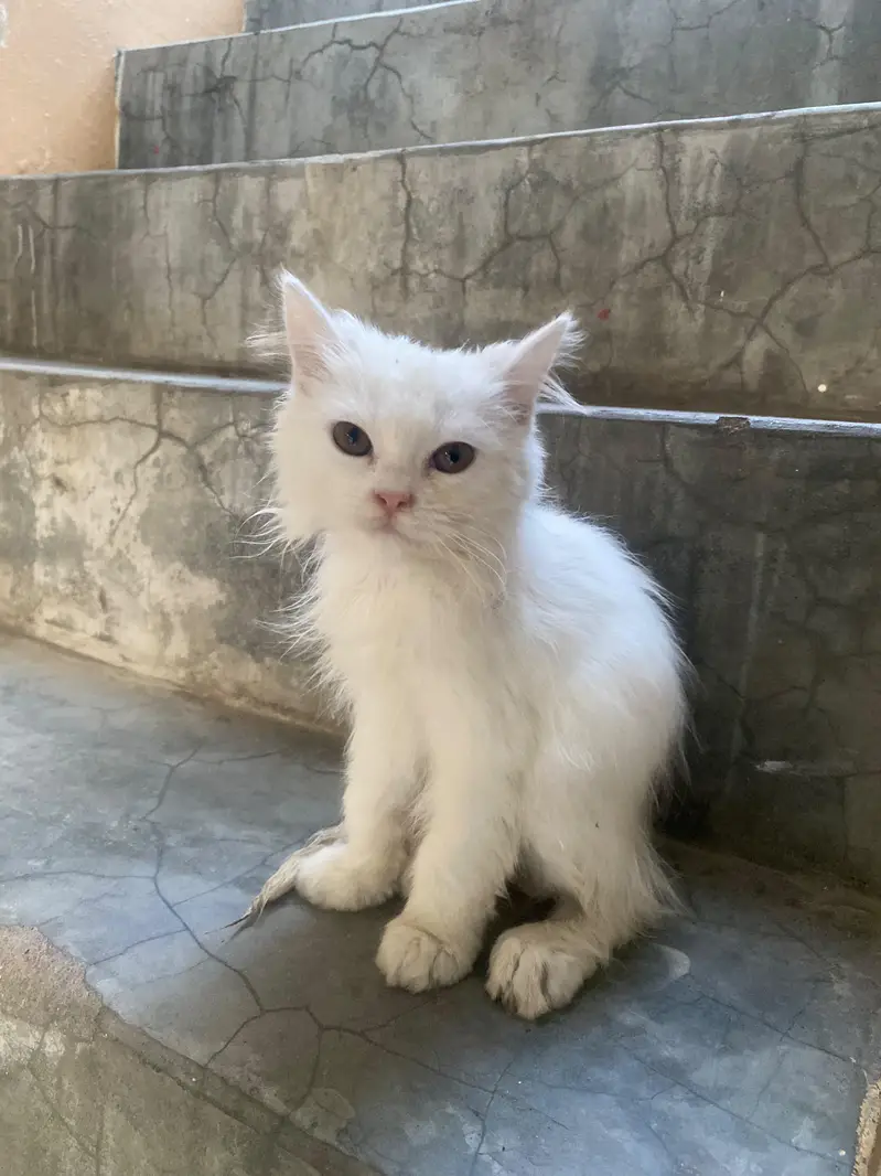 Doll Face Persian kitten  white  color — photo 10