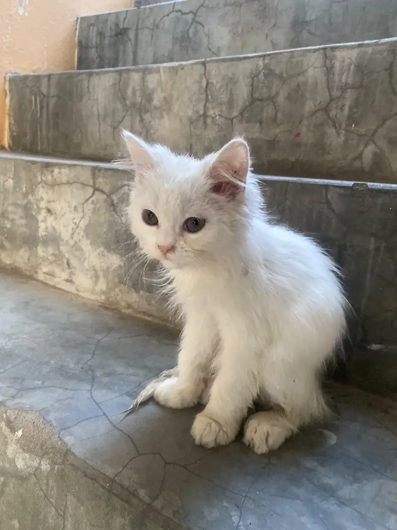 Doll Face Persian kitten  white  color — photo 11