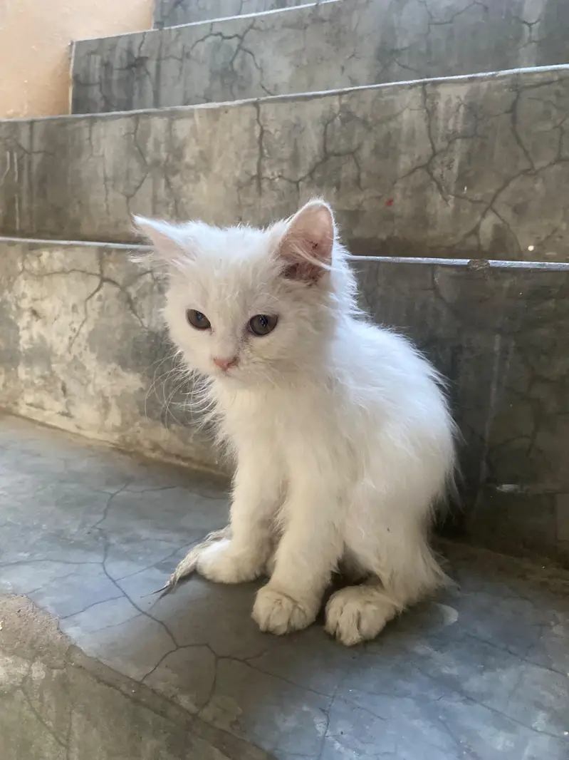 Doll Face Persian kitten  white  color — photo 12