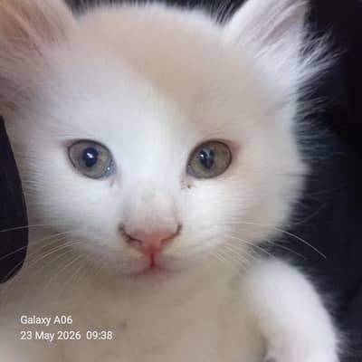 white persian kitten