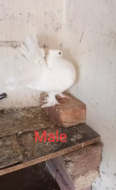 American lakha pigeons