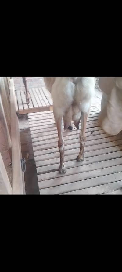 Goat for sale