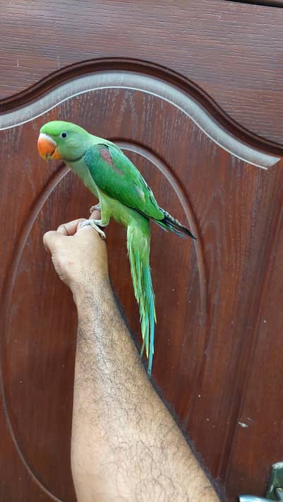 Raw parrot male