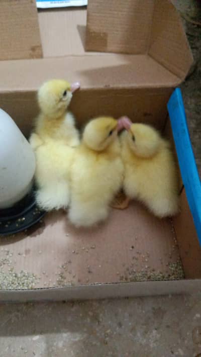 White Muscovy Duckling