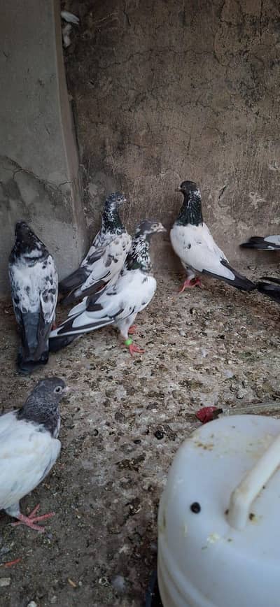 pigeon