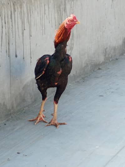 aseel male pakistani