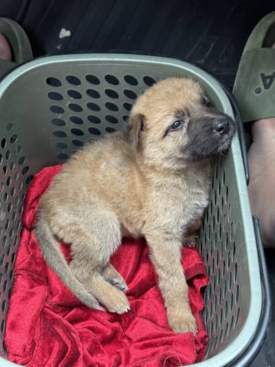 Healthy sable GSD puppy