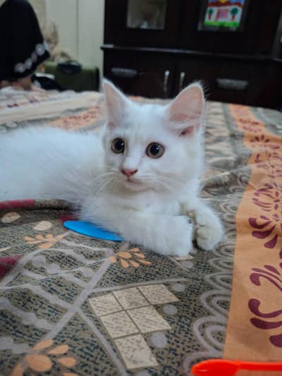 persian kittens