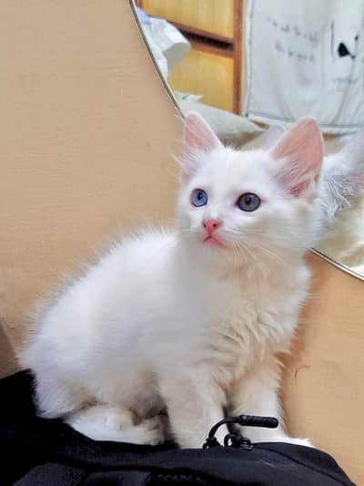 Persian Cat / Kittens - Triple coated - Blue eyes