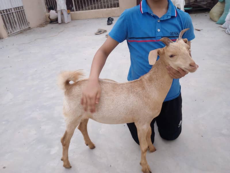 Tapra Bakra 0