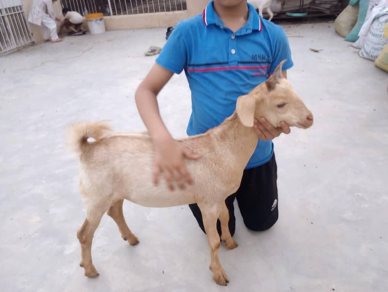Tapra Bakra 1