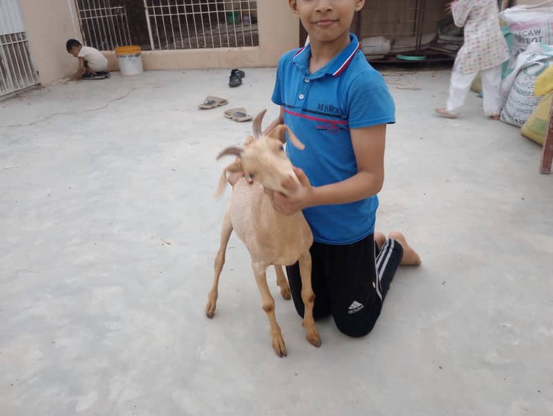 Tapra Bakra 2