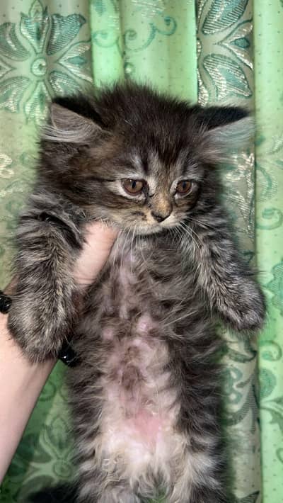 Persian cats