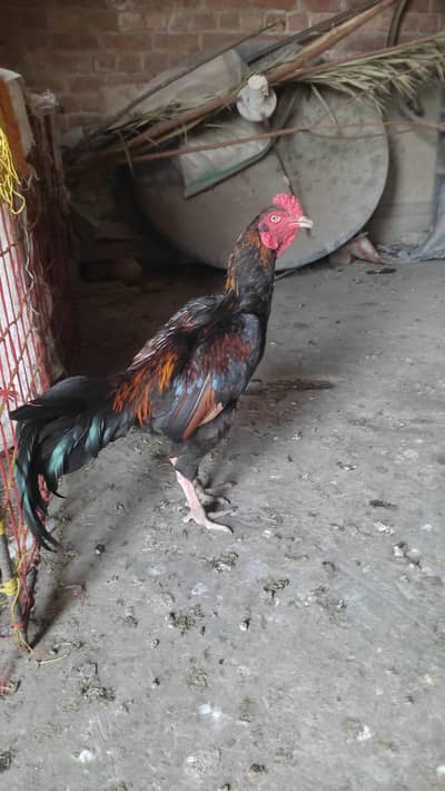 shamo aseel pathaa home breed red and black cross