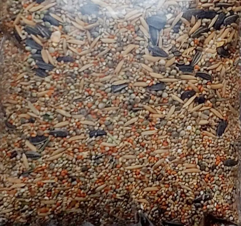 Birds and Cats feed — photo 4