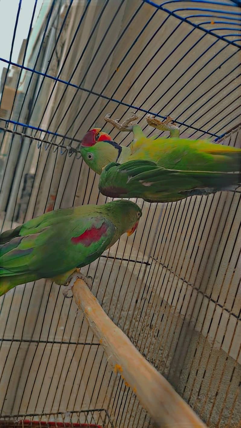 Breader pair 4 chick average 1