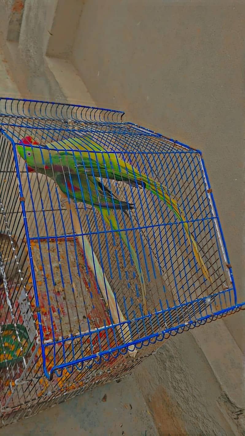 Breader pair 4 chick average 4