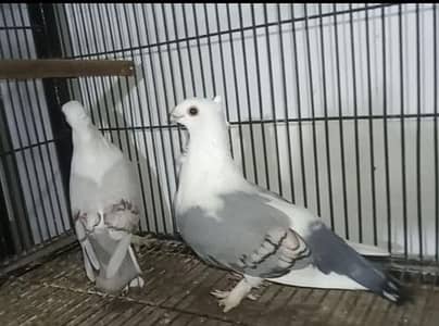 sentinent Fancy Pegions