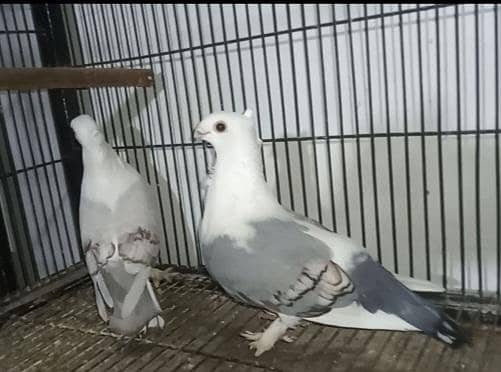 Fancy Pegions 3