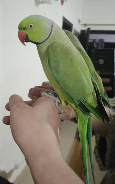 male talking parrot