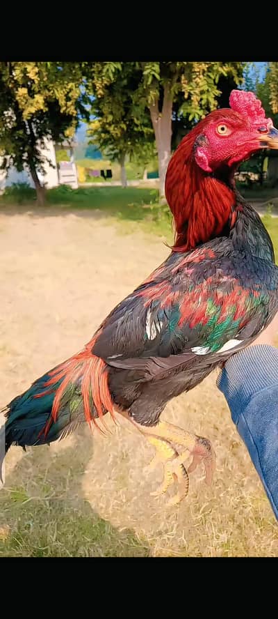 aseel murga mianwali
