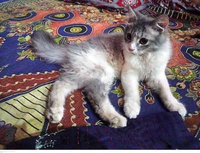 Persian kitten