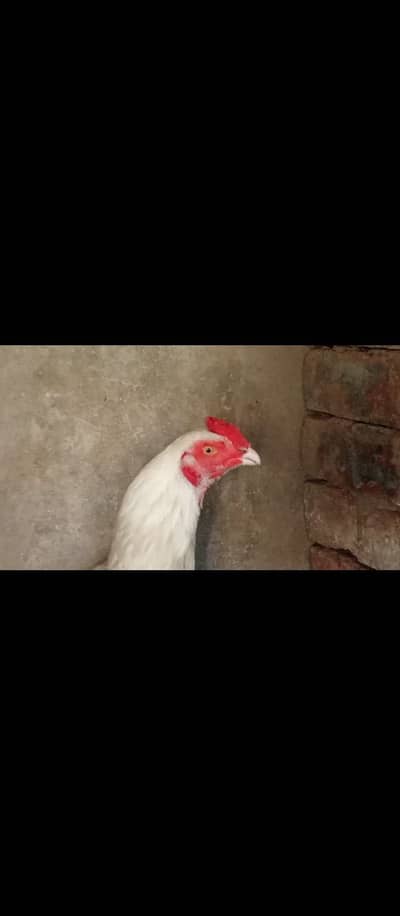 Paper white heera aseel pair for sale