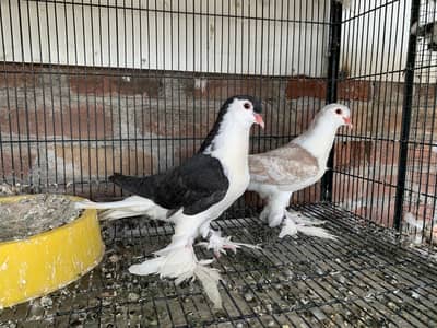 Lahori Sherazi Chicks Pair