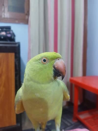Rigneck Parrot for sale