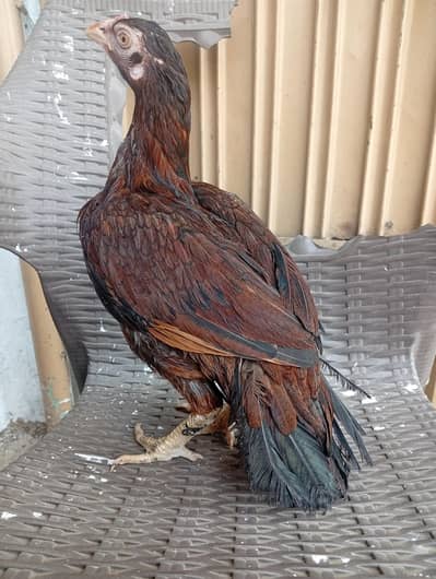 High Quality Zero Size Female Available